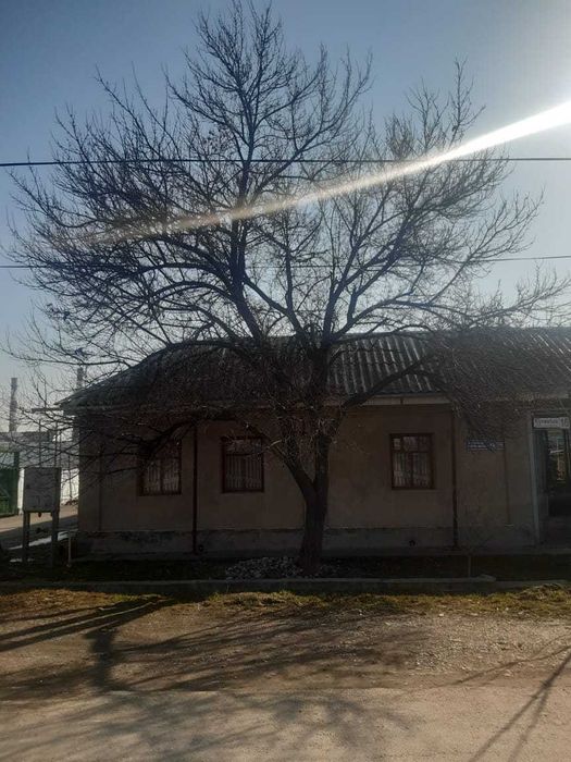 отдам бесплатно урюковое дерево