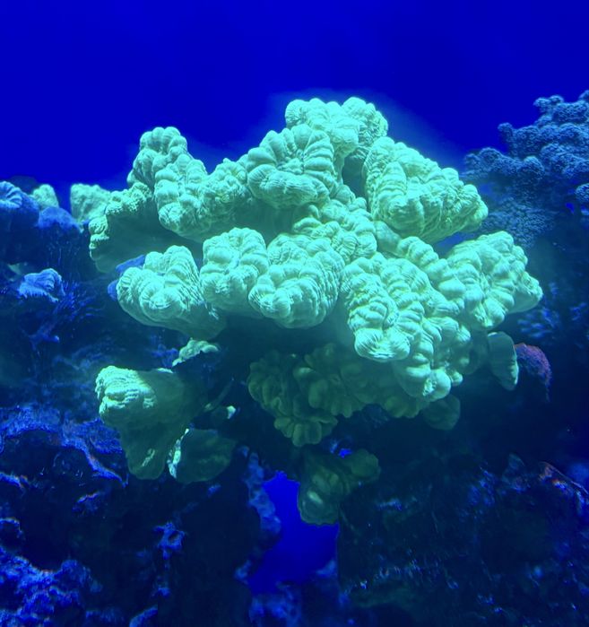 Corali acvariu marin reef apa sarata