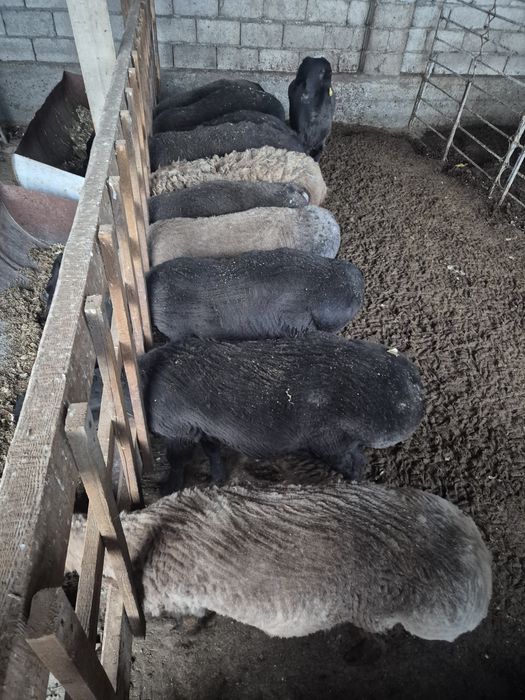 Қой, Тоқты, Қошқар