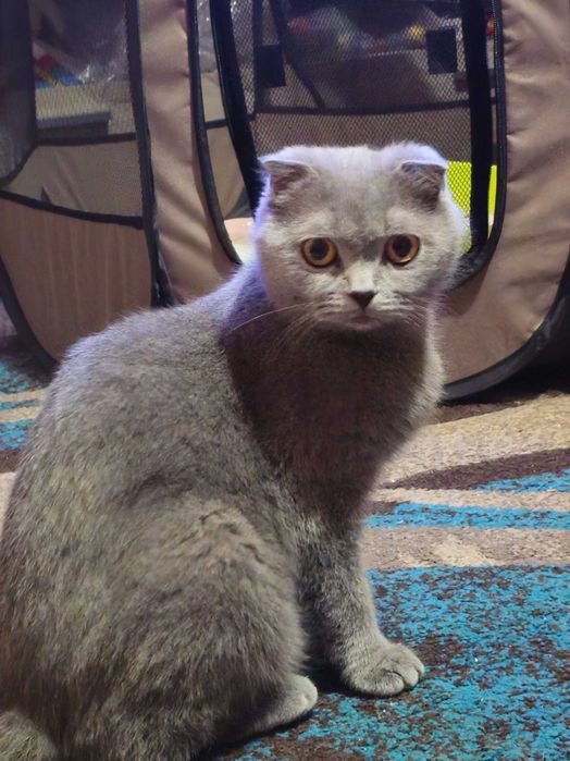 Малки котенца чистокръвни британчета