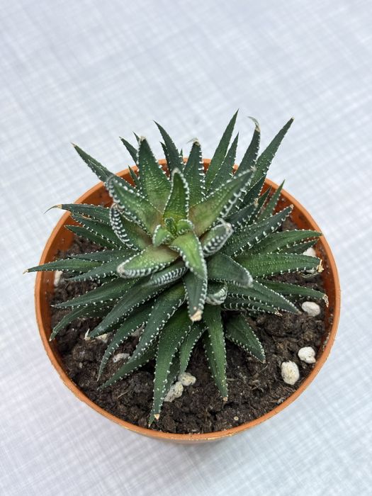 Продам цветы по 500 разные