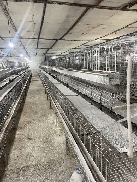 tovuq katak qafas tuxum kletka