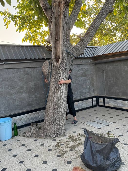 Yonğoq daraxt kotta. Kelesda. Kesib olib ketiw warti bilan 3 million