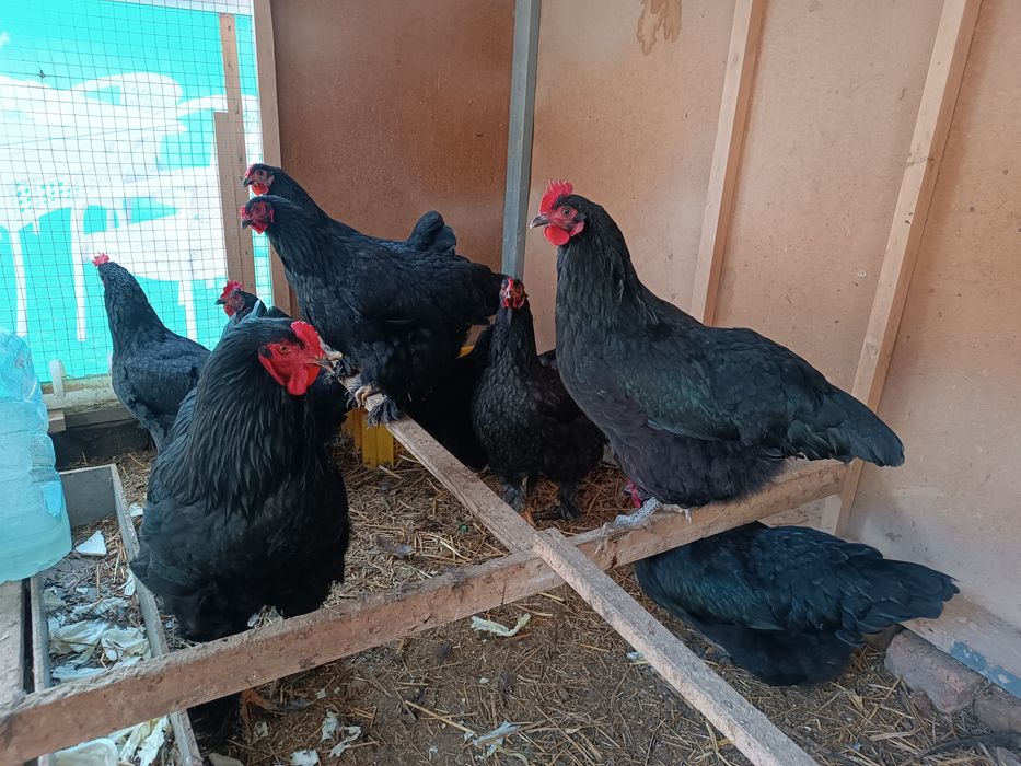 Brama tuhumlari tuhm