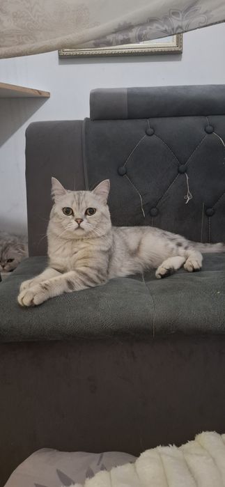 Вязка кота скотишь страйт