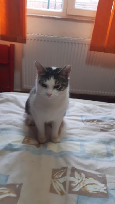 Dau spre adoptie o pisicuta si un motanel in varsta de 7 luni