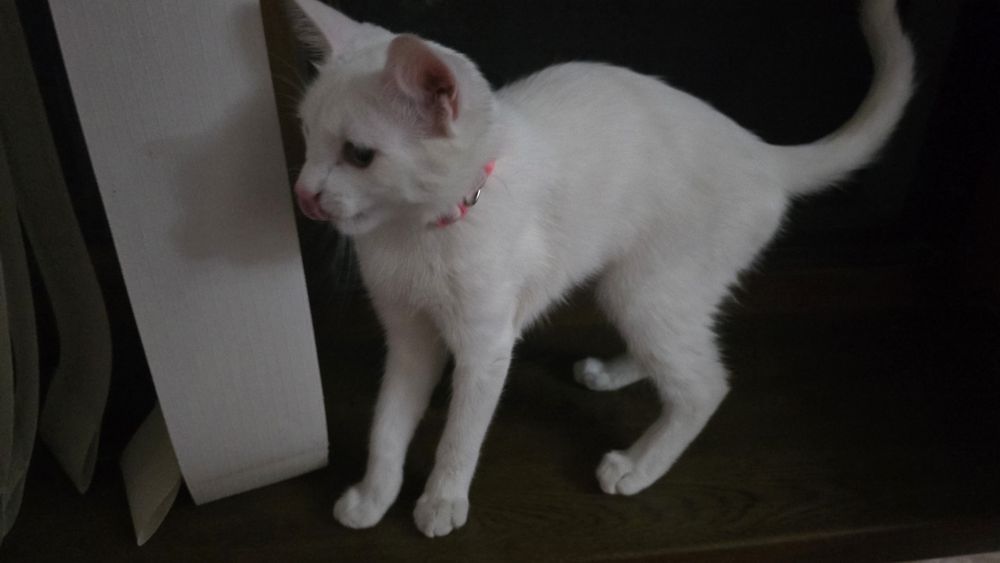 Кошке 5 месяцов ,день рождение 4 апреля