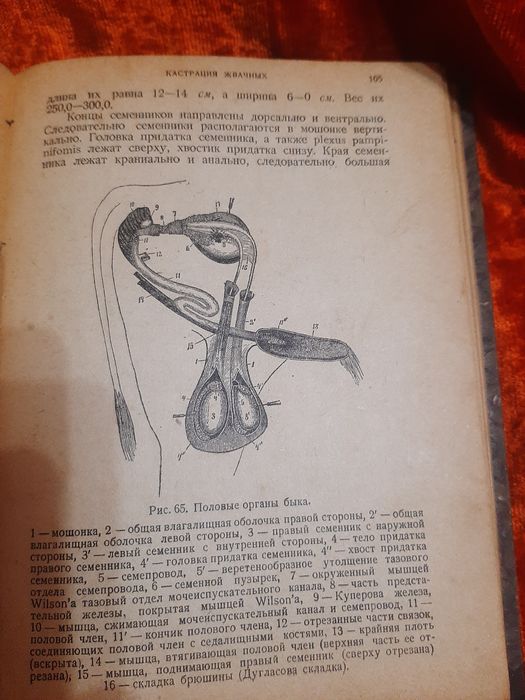 Книги Кастрация самцов домашних животных. 1930г.