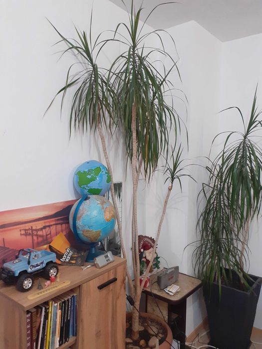 Продавам Палма Драцена