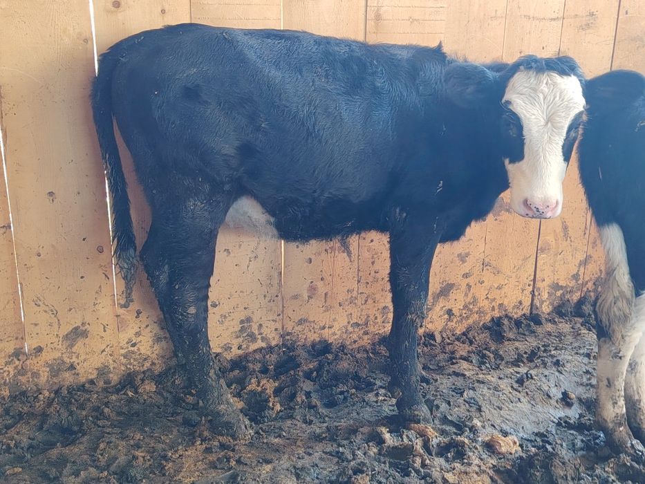 Vând Vițeii înțărcați