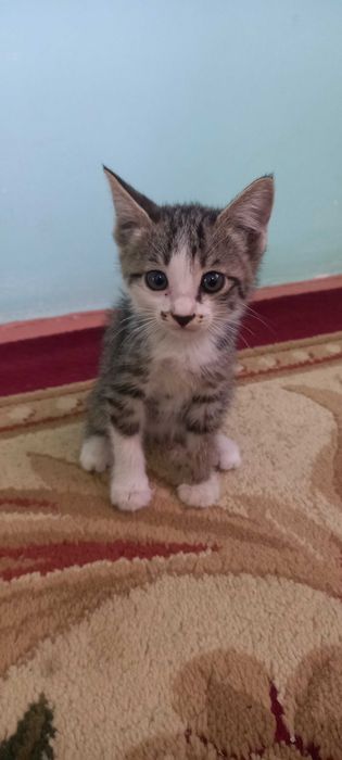 Отдам котят. Мушукчалар