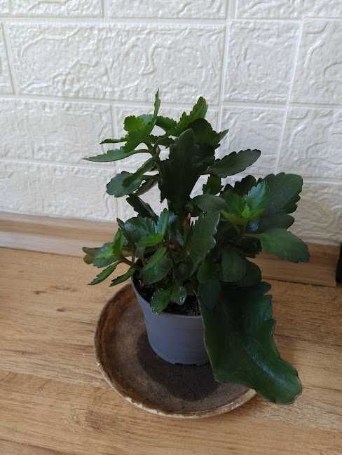 9  стайни   растения + отстъпка и подарък