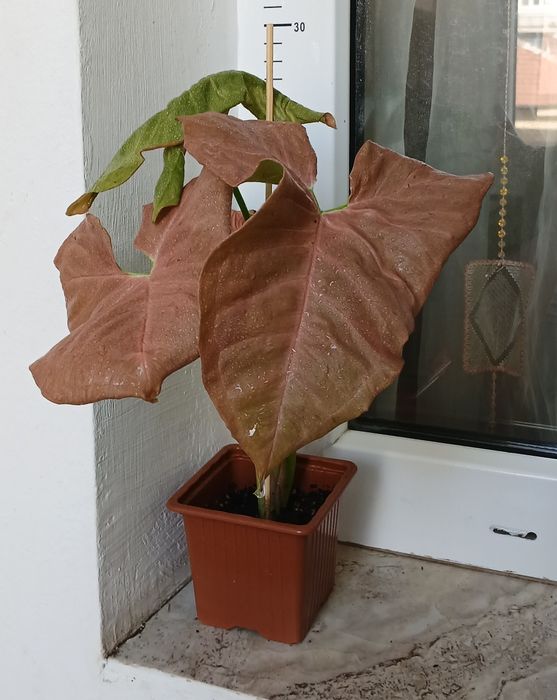 Колекция Сингониуми - Цвете на Щастието