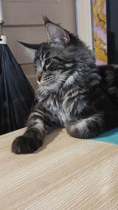 Мей кун вязка на котёнка