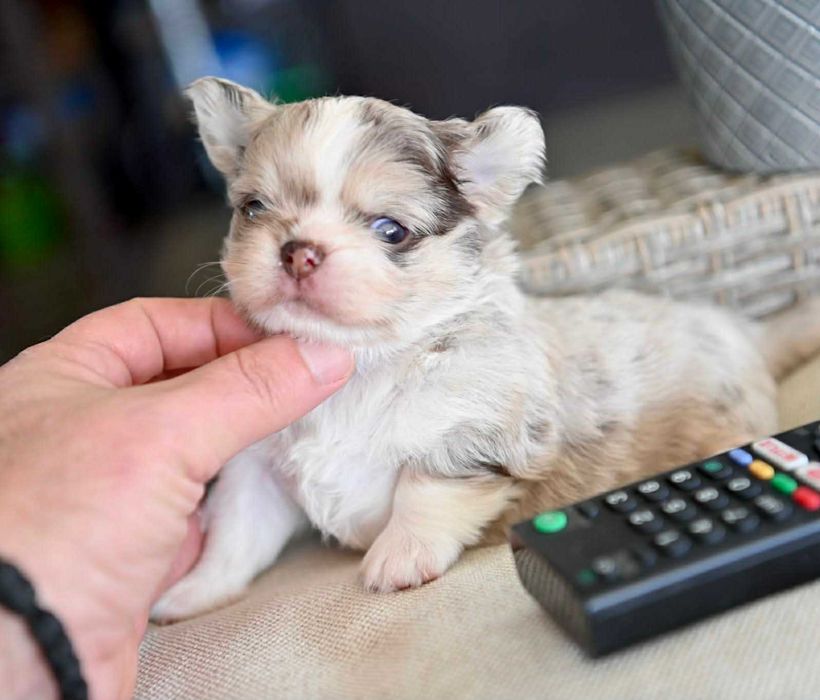 Мъжко дългокосместо мини чихуахуа шоколадово мерле