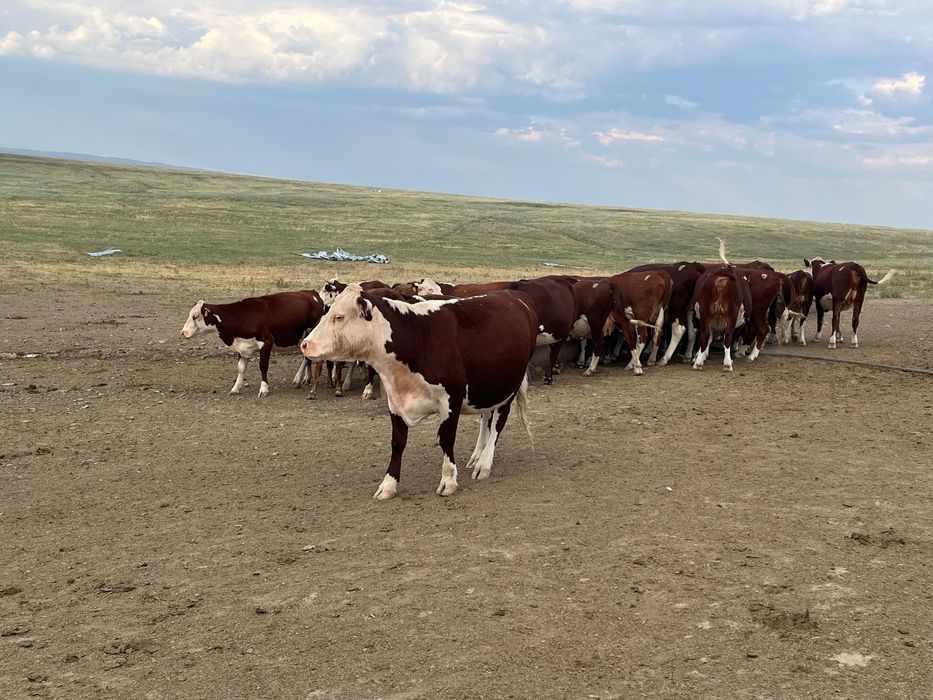 Племенной бұқа ақбас