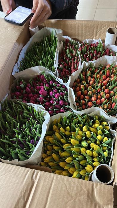 Тюльпаны по предзаказу!