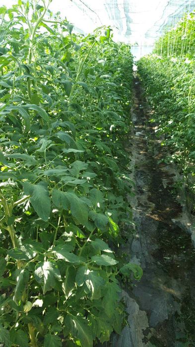 Течен органичен тор с микроорганизми НПК Био Бленд Микробиал