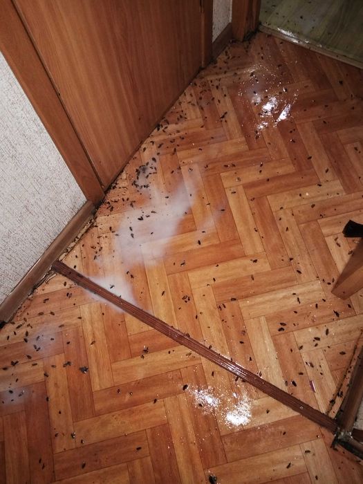 Дезинсекция , дератизация