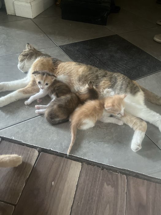 Вислоухие котята