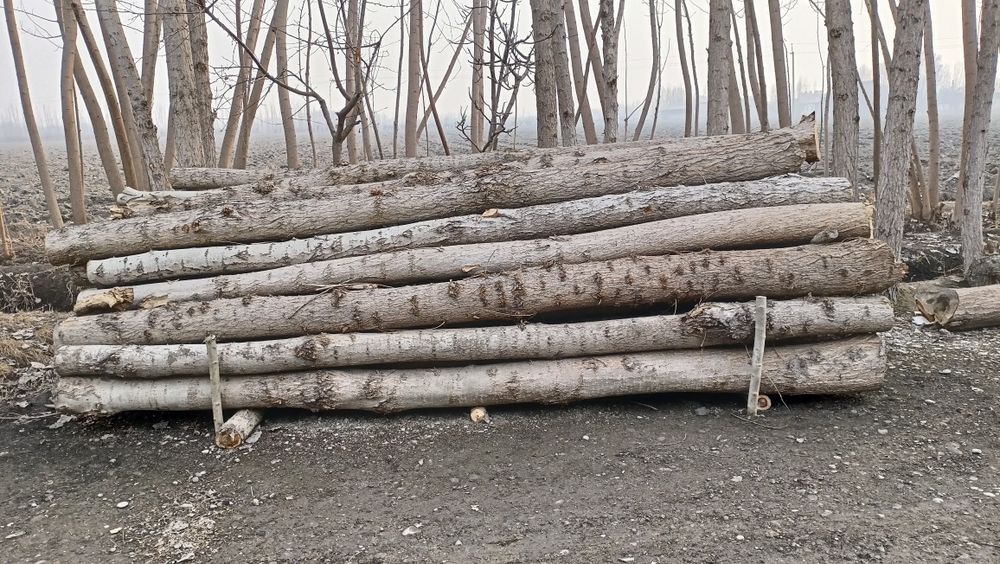 Terak sotiladi tayyor kesilgan 4.30 ga 45 dona bor