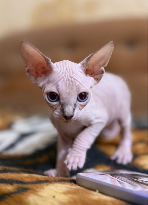 Котята канадский сфинкс