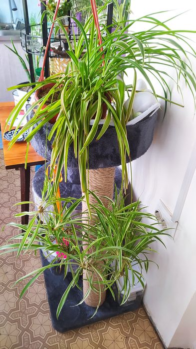 Продам Хлорофитум и Сигнониум.