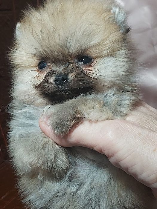 Шпицы щенки на бронь