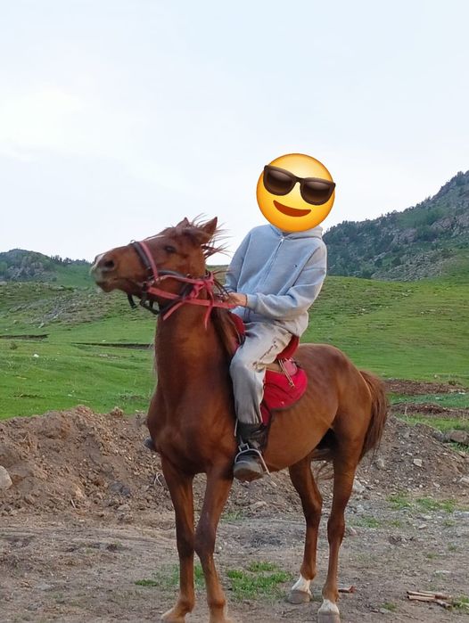 Бес жасар айғыр сатылады