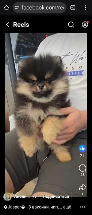 Померани пухови сладури