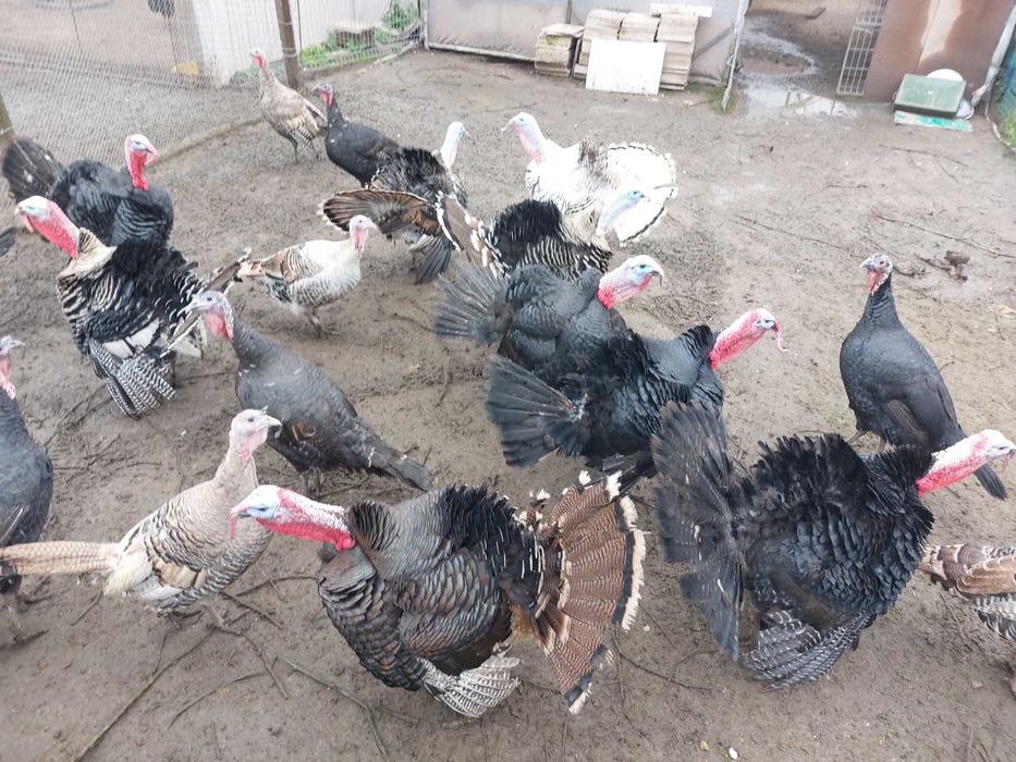 Домашни пуйки. Български ,9месеца