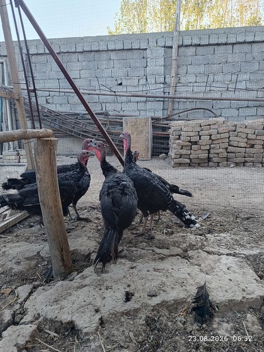 Куркалар сотилади 6 та.