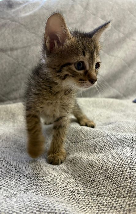 Отдам котят бесплатно
