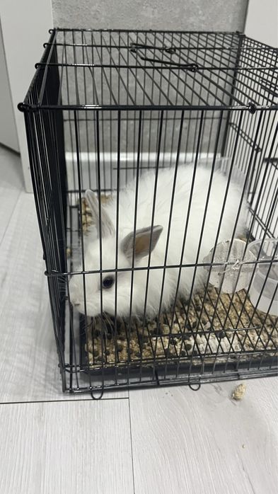 Продам декоротивного кролика