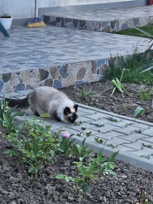 Ofer spre doptie motan si pisica