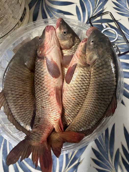 Торман балык свежий