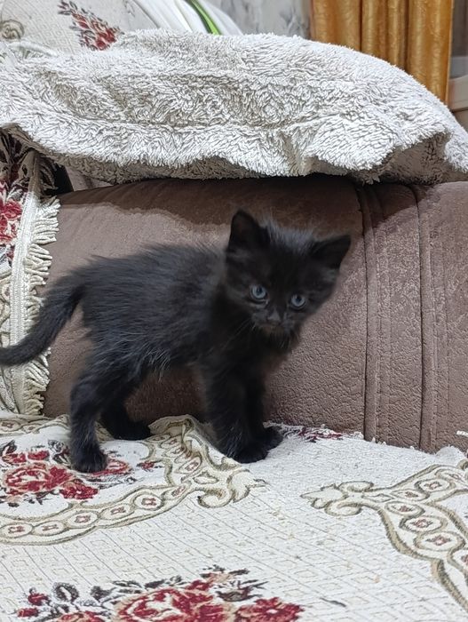 Отдам в добрые руки котят