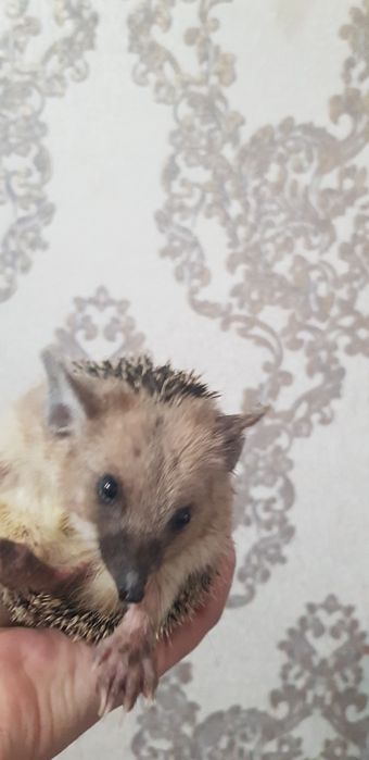 Ёжики подростки 3500