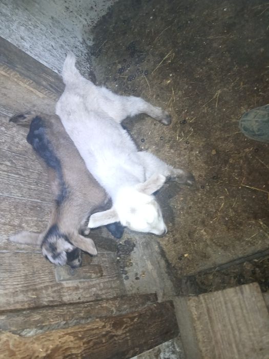 Iezi mici de vanzare fătați in 8 februarie