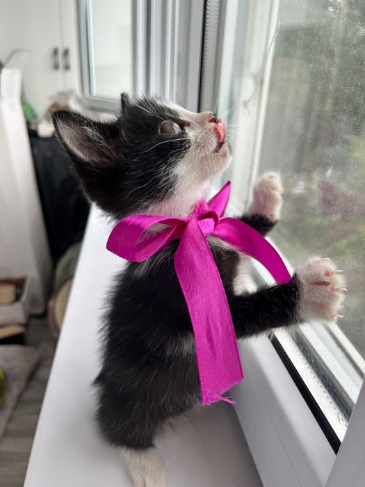 Котёнок Томас,красавчик!2 месяца.