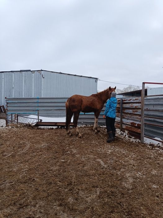 Продам жеребчика 2 летка апрельский