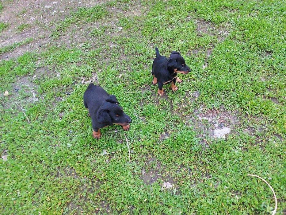 Резерв Ягдтерьер  щенки Родословные