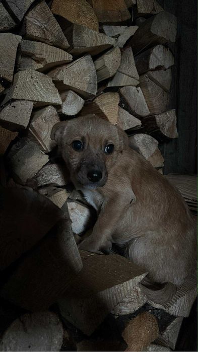 Cautei, isi cauta un stapan