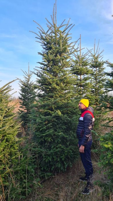 Brad argintiu și verde. Cedru pendular.