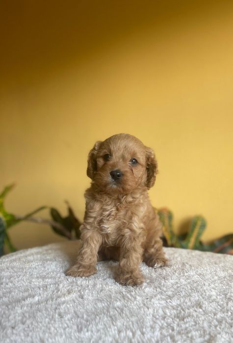 Кавапу / Cavapoo