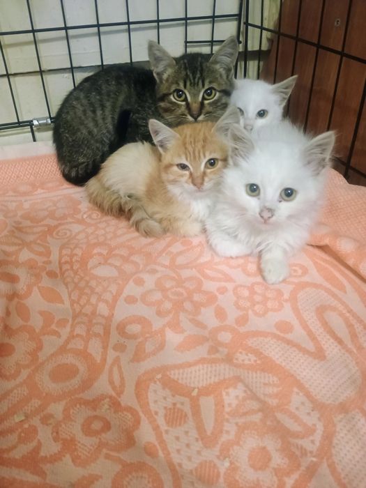 Отдам в добрые руки котят