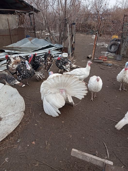 Продам индюка на племя