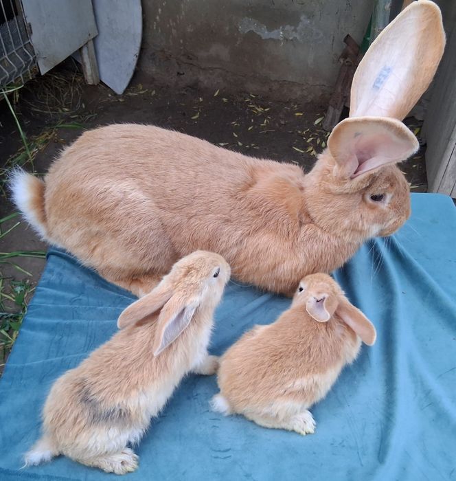 Disponibile F  urias german gestante si pui !
