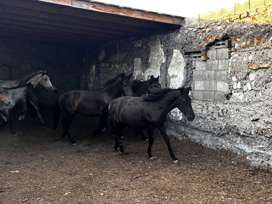 Лошади тайчики еркек