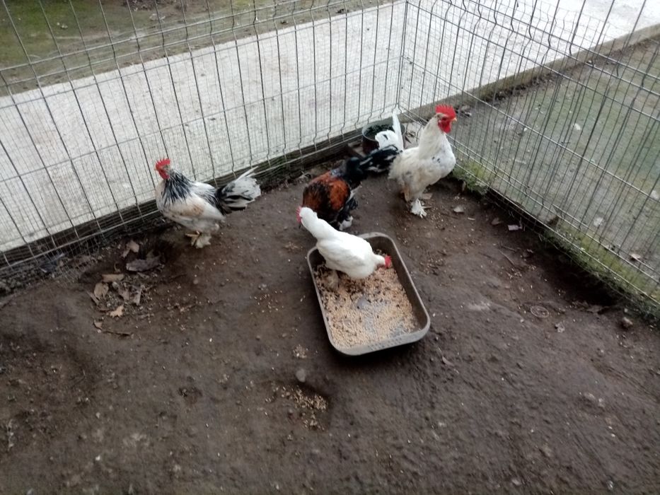 Cocoși pitici,patici